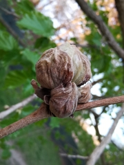 Phytoptus avellanae