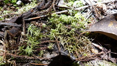 Sphagnum falcatulum