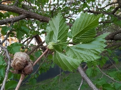 Phytoptus avellanae