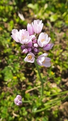 Allium roseum