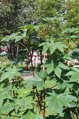 Ricinus communis