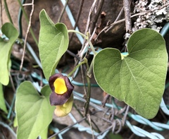 Aristolochia kaempferi