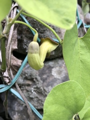 Aristolochia kaempferi