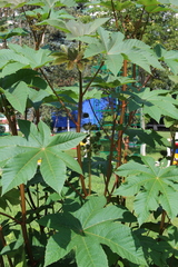 Ricinus communis