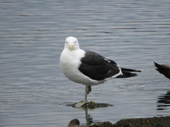 Larus dominicanus