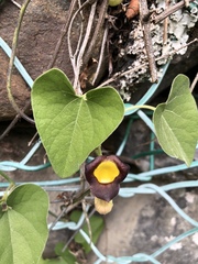 Aristolochia kaempferi