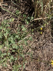 Cineraria lyratiformis