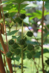 Ricinus communis