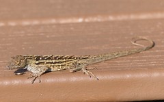 Anolis sagrei