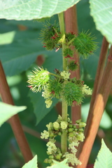 Ricinus communis