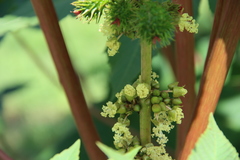 Ricinus communis