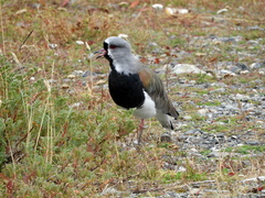 Vanellus chilensis