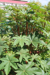 Ricinus communis