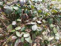 Rubus pedemontanus