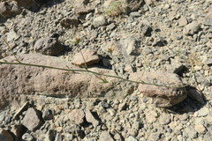 Convolvulus prostratus