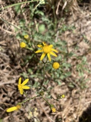 Cineraria lyratiformis