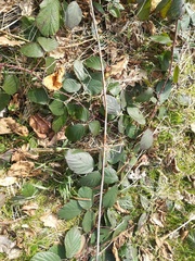 Rubus pedemontanus
