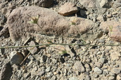 Convolvulus prostratus