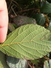 Rubus pedemontanus