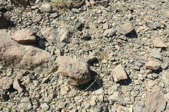 Convolvulus prostratus