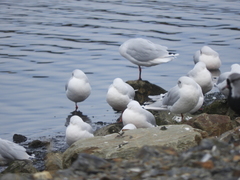 Chroicocephalus maculipennis