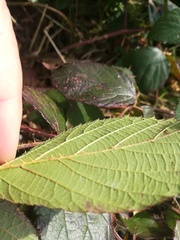 Rubus pedemontanus