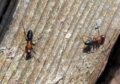 Camponotus hyatti
