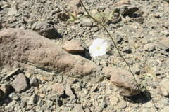 Convolvulus prostratus