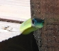 Philothamnus occidentalis