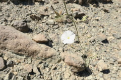 Convolvulus prostratus