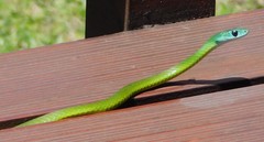 Philothamnus occidentalis