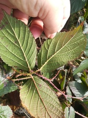 Rubus pedemontanus