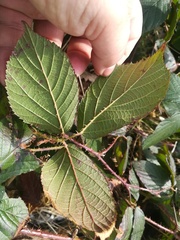 Rubus pedemontanus