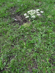 Laserpitium latifolium