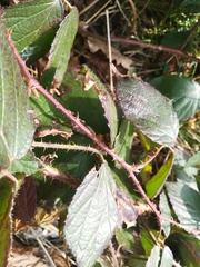 Rubus pedemontanus