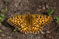 Speyeria callippe harmonia