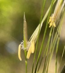 Nassella leucotricha