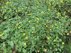 Ficaria verna