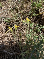 Cineraria lyratiformis