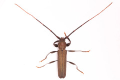 Xystrocera erosa
