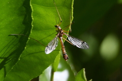 Hesperotipula
