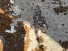 Diadophis punctatus stictogenys