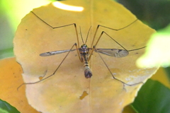 Hesperotipula