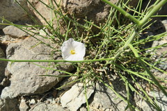 Convolvulus virgatus