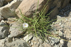 Convolvulus virgatus