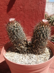 Coryphantha clavata stipitata