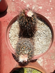 Coryphantha clavata stipitata