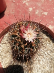 Coryphantha clavata stipitata