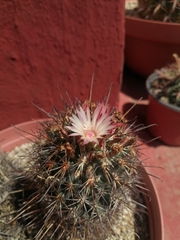 Coryphantha clavata stipitata
