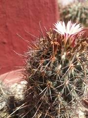 Coryphantha clavata stipitata